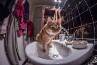 kot w łazience